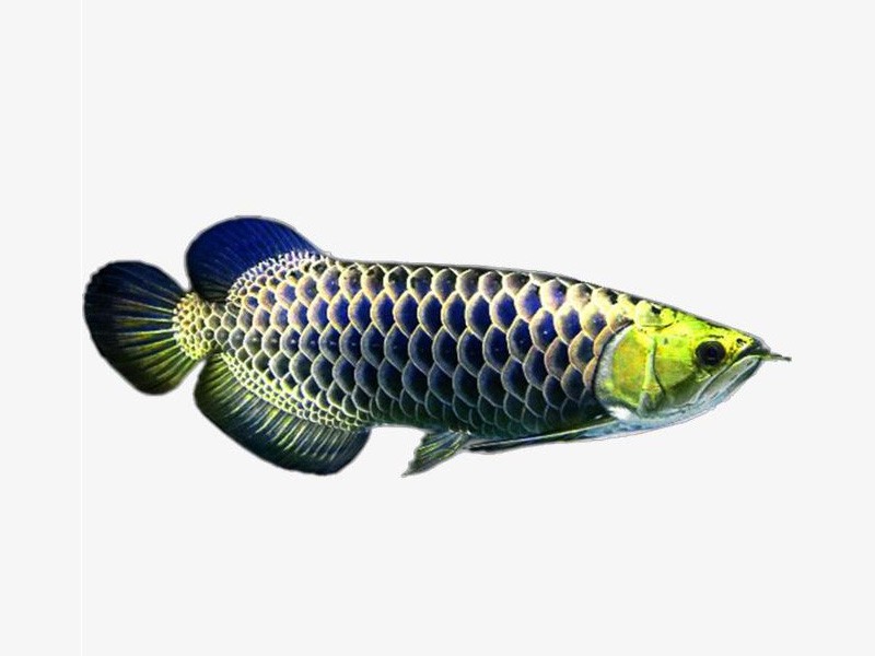 Gua Musang Golden head blue bottom Golden Arowana