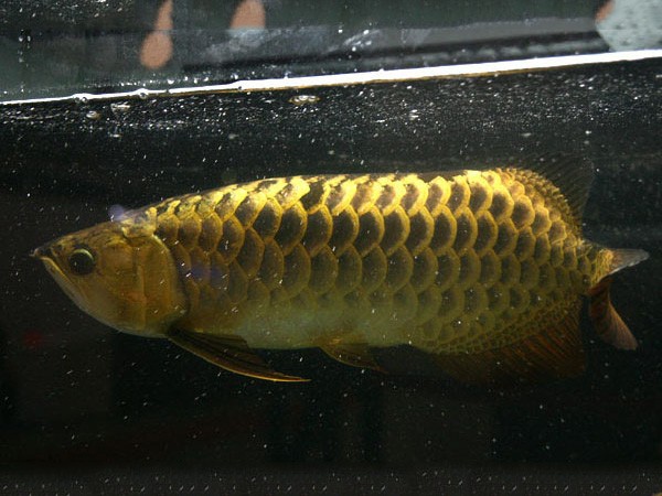 Gua Musang Thick framed Golden Arowana