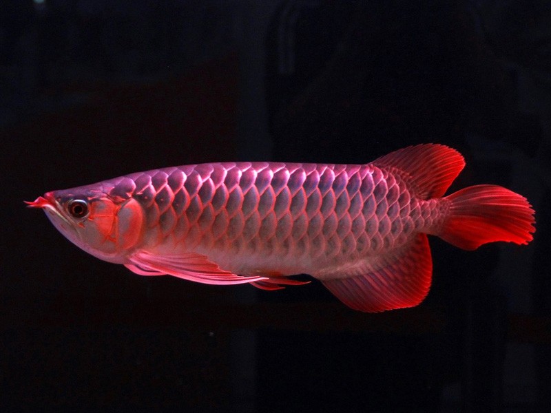 Gua Musang Blood red Arowana