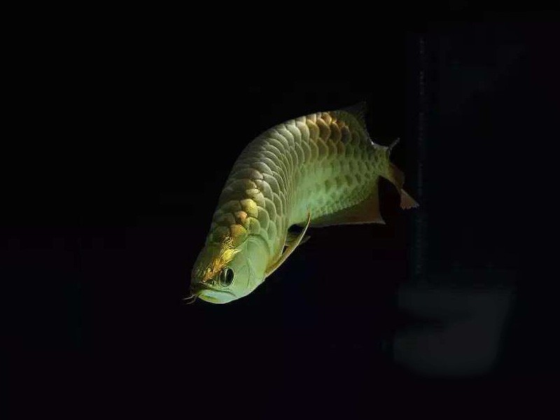 Gua Musang B. Golden Arowana