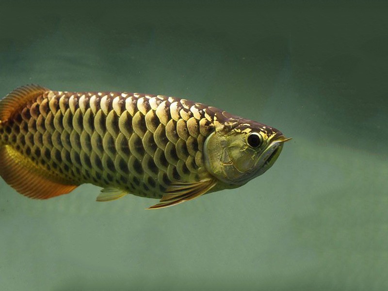 Gua Musang Golden Arowana with chocolate base