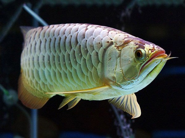 Gua Musang Golden Dragon Fish