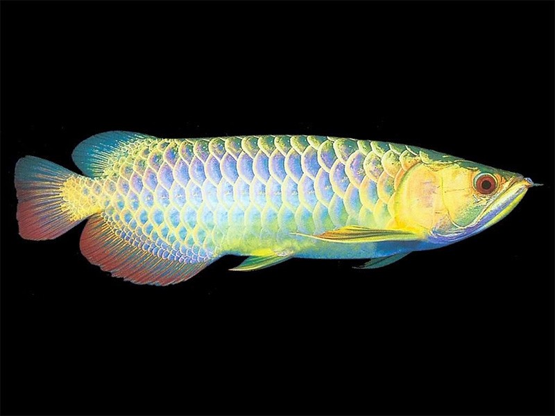 Gua Musang Colorful Golden Arowana