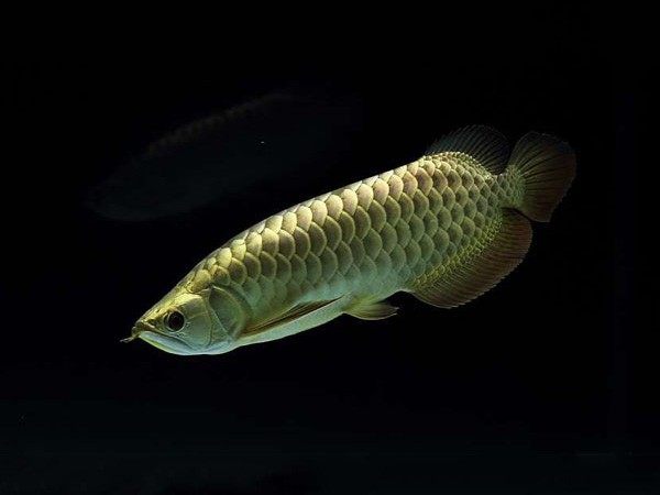 Gua Musang Golden headed Arowana