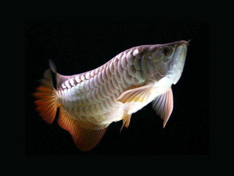 Gua Musang High backed Golden Arowana