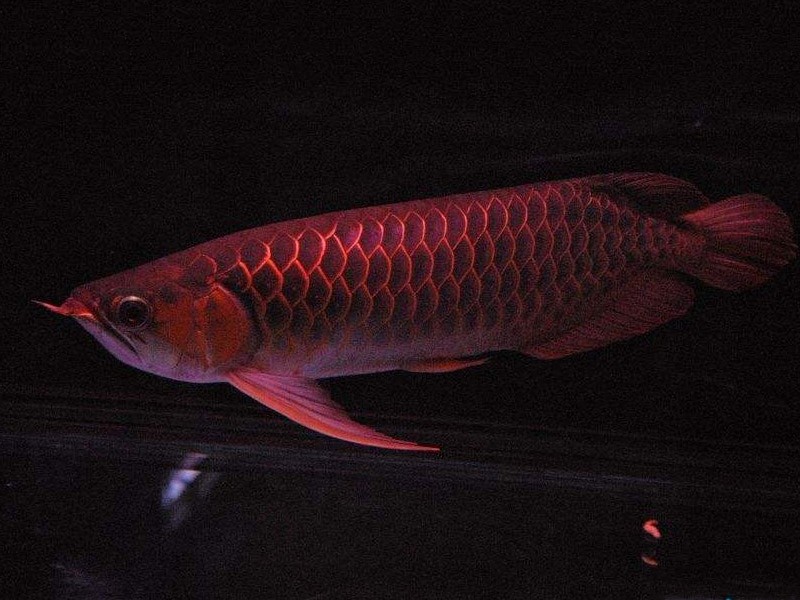 Gua Musang Red arowana with thin frame