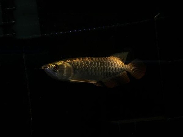 Gua Musang Fine framed Golden Arowana