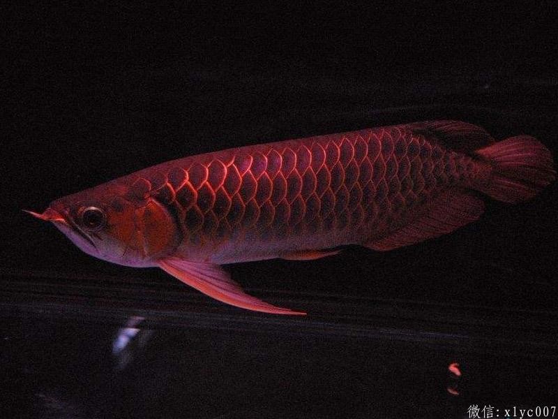 Gua Musang Thin frame red dragon fish