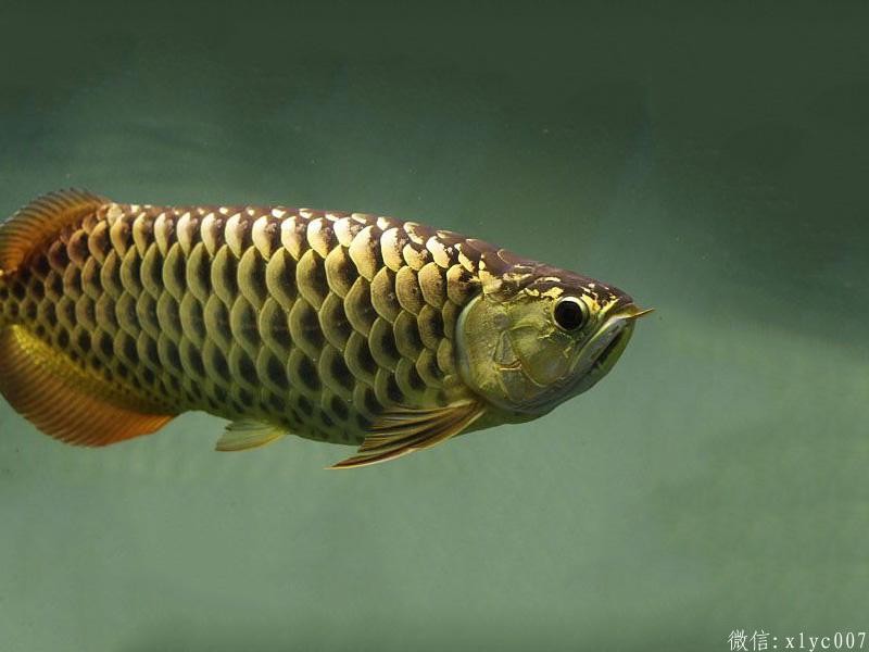 Gua Musang Chocolate Arowana