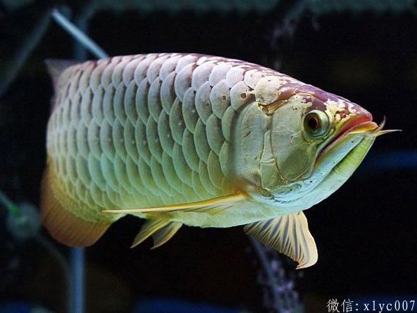 Gua Musang golden arowana priceGolden Arowana