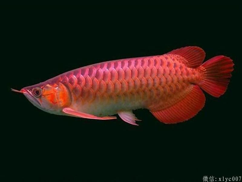 Gua Musang Chili Red Arowana