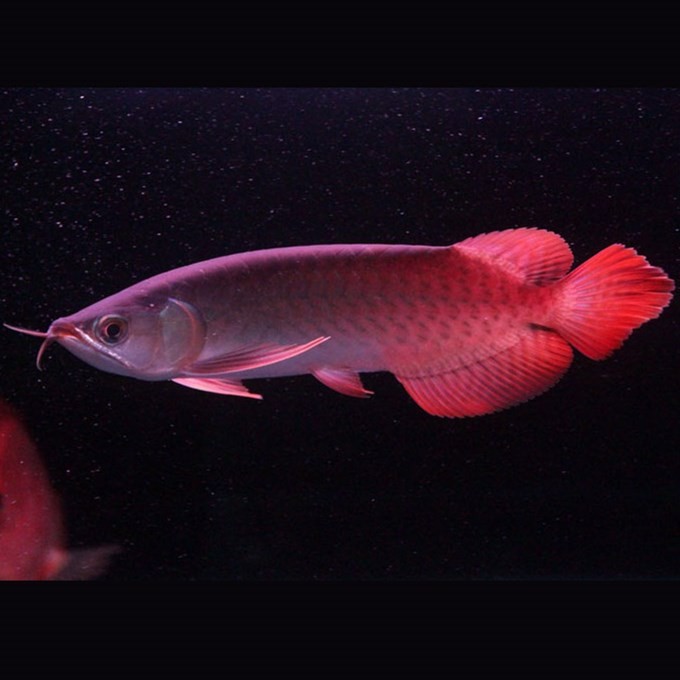 Gua Musang Indonesian Red Arowana