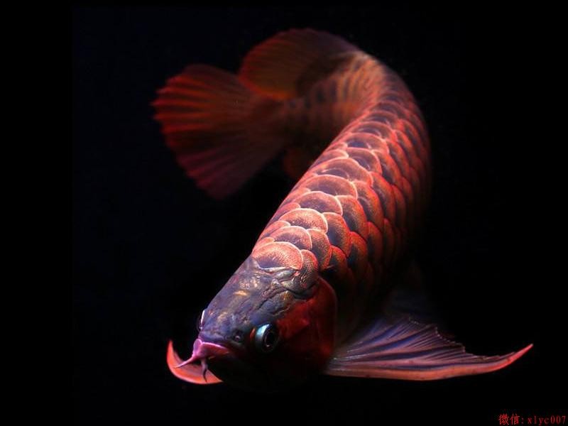 Gua Musang Orange Red Arowana