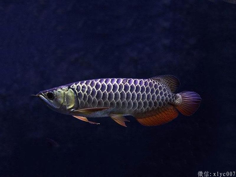 Gua Musang Blue-backed Arowana