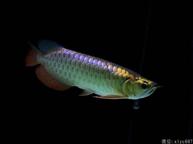 Gua Musang Purple-backed Arowana