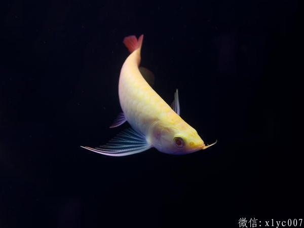 Gua Musang Albino ReArowanad Dragon Fish