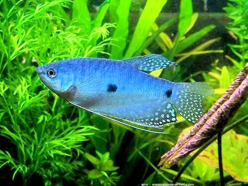 Gua Musang Gouramis+fish