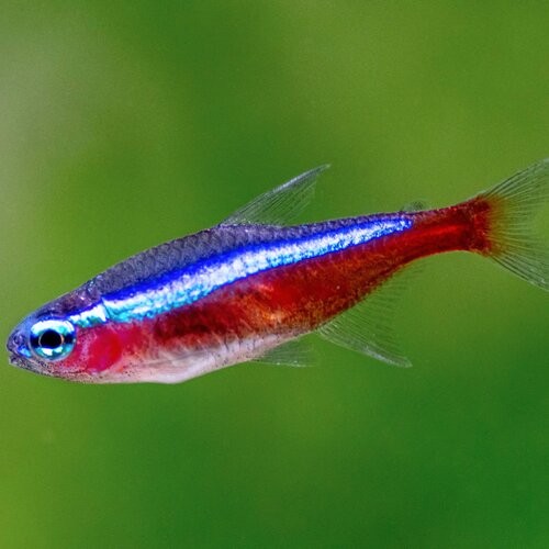 Gua Musang Red+neon+tetra