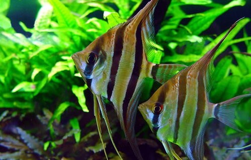 Gua Musang Angelfish