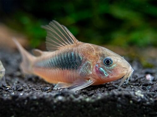 Gua Musang Corydoras+aeneus